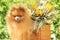 Portrait of lovely pomeranian dog with flowers in summer on nature green background