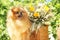 Portrait of lovely pomeranian dog with flowers in summer on nature green background