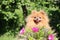 Portrait of lovely pomeranian dog with pink flowers in summer on nature green background