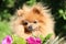 Portrait of lovely pomeranian dog with pink flowers in summer on nature green background