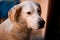 Portrait of lovely stray dog of mixed breed on the street