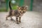 Portrait of a lovely tabby kitten walk outdoors