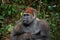 Portrait of lowland gorilla. Republic of the Congo.