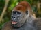 Portrait of lowland gorilla. Republic of the Congo.