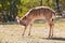 Portrait of a lowland nyala