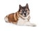 Portrait Of Loyal Akita Dog Against White Background
