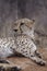 Portrait of an lying cheetah