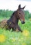 Portrait of lying  foal  in the meadow. cloudy day