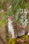 Portrait lynx