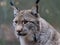 Portrait of Lynx, forest background blurred