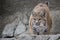 Portrait Lynx sitting on a rock