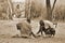 Portrait of Maasai men