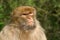Portrait of Macaque with nasty look