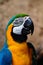 Portrait of a Macaw