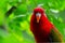 Portrait Macaw