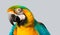 Portrait of macaw