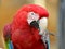 Portrait macaw chloroptera