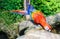 Portrait macaw drinking water