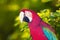 Portrait of  Macaw papagay