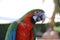 Portrait of a macaw parrot
