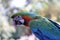 Portrait of a macaw parrot