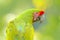 Portrait of macaw parrot. Parrot from Costa Rica. Wild parrot bird, green parrot Great-green Macaw, Ara ambigua. Wild rare bird in