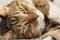 Portrait of a mackerel tabby cat close-up