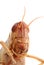 Portrait macro of a grasshopper