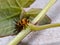 Portrait macro insect at green leafs