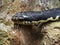 Portrait of the Madagascar Giant Hognose, Leioheterodon madagascariensis, is a large black-colored snake