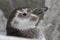 Portrait of a Magellanic penguin moulting among the rocks