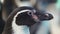 Portrait of Magellanic Penguins. Close-up. head of black and white penguin.