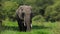 Portrait of magnificent elephant eating while standing in tall grass field. Amazing wildlife in its habitat during hot