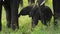 Portrait of magnificent elephant eating while standing in tall grass field. Amazing wildlife in its habitat during hot