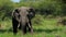 Portrait of magnificent elephant eating while standing in tall grass field. Amazing wildlife in its habitat during hot