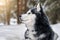 Portrait magnificent Siberian husky dog with blue eyes. Husky dog in sunny winter forest lies on the snow.