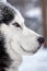 Portrait magnificent Siberian husky dog with blue eyes. Husky dog in winter forest lies on the snow. Close up.