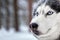 Portrait magnificent Siberian husky dog with blue eyes. Husky dog in winter forest lies on the snow. Close up. Copy