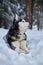 Portrait magnificent Siberian husky dog with blue eyes. Husky dog in winter forest lies on the snow and looks up.
