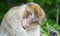 Portrait of a magot monkey