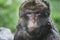 Portrait of a magot monkey or Barbary macaque