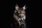 Portrait of a maine coon cat on a black background