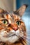 Portrait Maine Coon cat close up