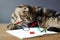 Portrait of Maine Coon cat lies on a wooden table near an open notebook with a pencil, sharpener, pair of compasses and holds