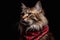 Portrait of Maine Coon cat wearing red scarf on black background