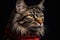 Portrait of Maine Coon cat wearing red scarf on black background