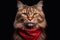 Portrait of Maine Coon cat wearing red scarf on black background