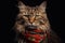 Portrait of Maine Coon cat wearing red scarf on black background