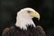 Portrait of a majestic Bald Eagle