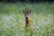 Portrait of a majestic deer standing in a meadow of lush green grass with wildflowers